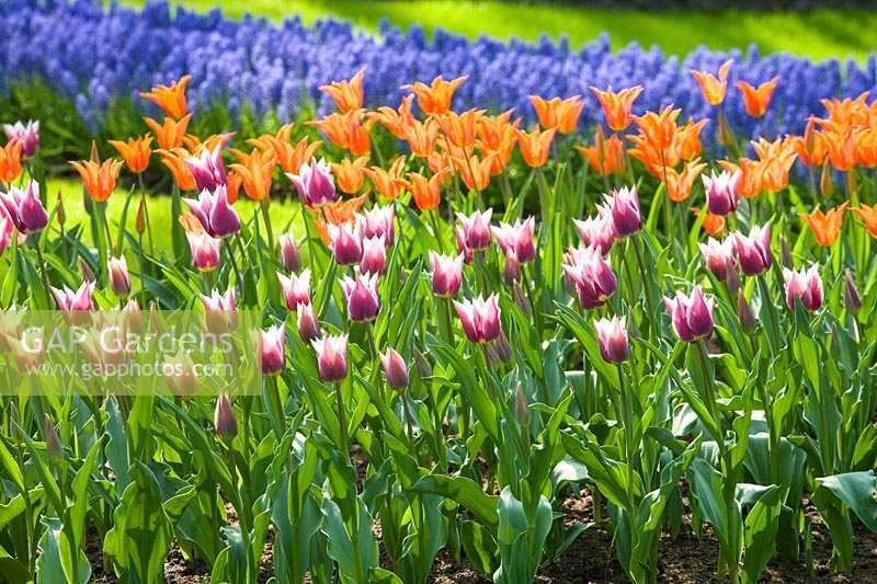 Keukenhof Gardens, The Netherlands. Large spring garden planted with bulbs