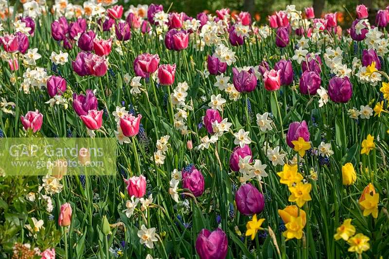 Colour co-ordinated spring bedding with tulips and Narcissus