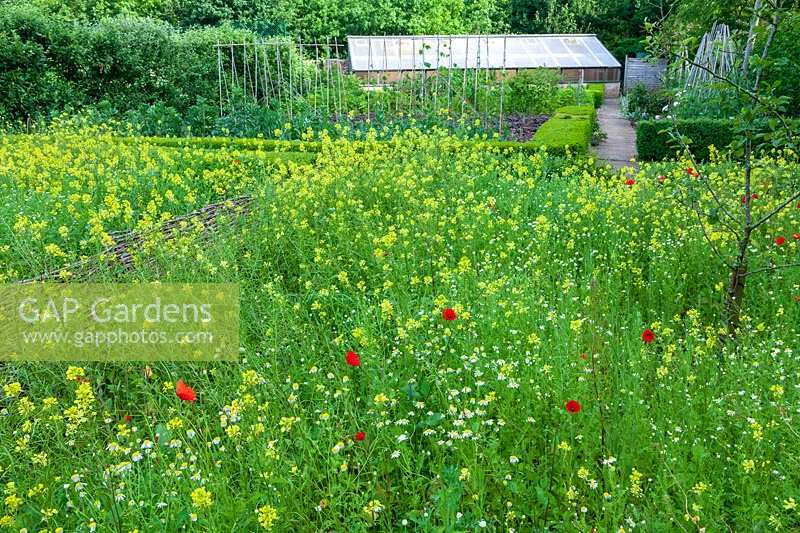 Hodge's Barn, Gloucestershire, UK ( Hornby )  wildflower planting next to vegetable garden