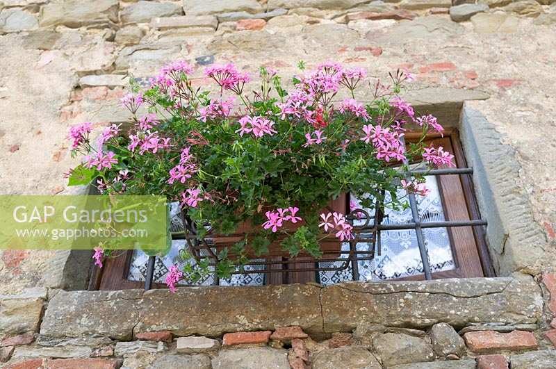 Potted plants and containers in Volpaia, Tuscany, Italy