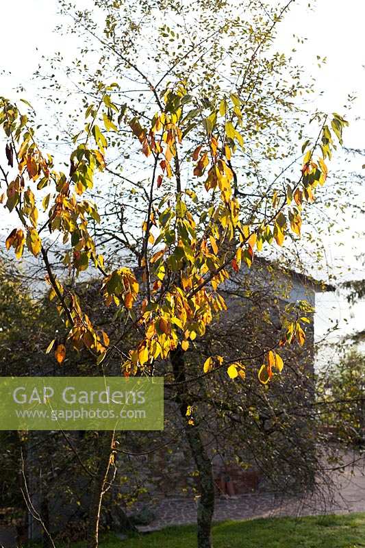 Autumnal cherry tree in garden, autumn, Garfagnana, Italy