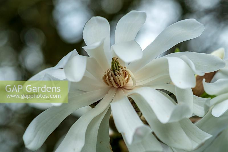 Magnolia stellata 'Centennial'