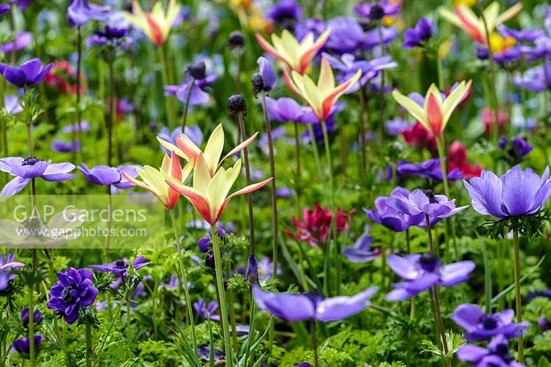 Keukenhof Gardens in spring.  Colourful spring border with Tulips and Anemones