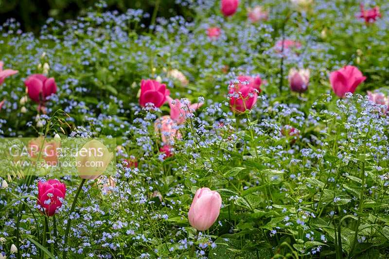 Keukenhof Gardens in spring.  Colourful spring border with Forget Me Nots and Tulips