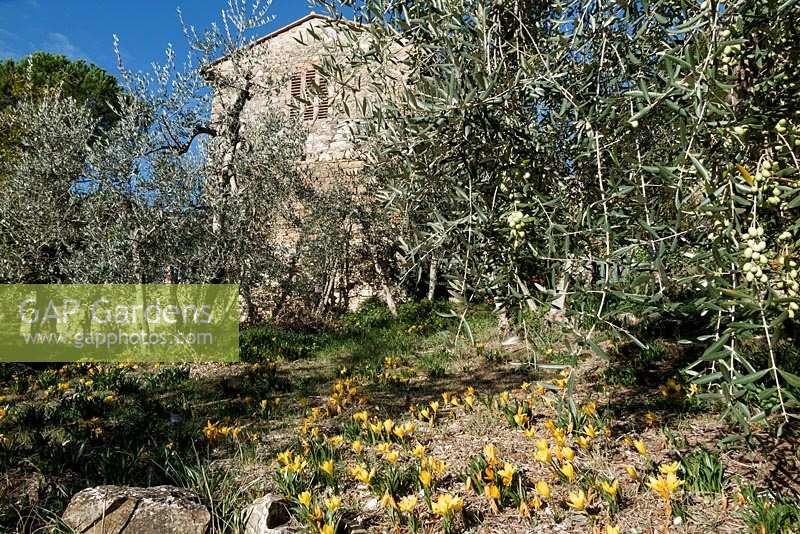Sternbergia lutea ( autumn crocus ) growing wild in olive grove in Tuscany, Italy