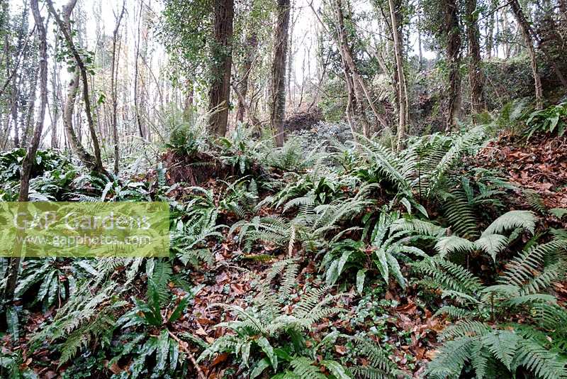 Ferns on woodland floor, winter, in Devon