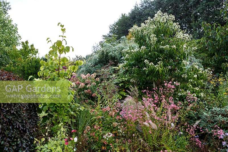 Little Ash Garden, Fenny Bridge, Devon. Autumn garden. Mixed shrub border of varying heights