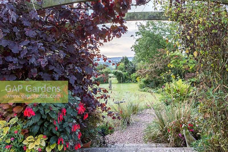 Little Ash Garden, Fenny Bridge, Devon. Autumn garden. View through wooden arch planted with Vitis vinifera 'Purpurea', Fuchsia 'Insulinde' in pot beneath