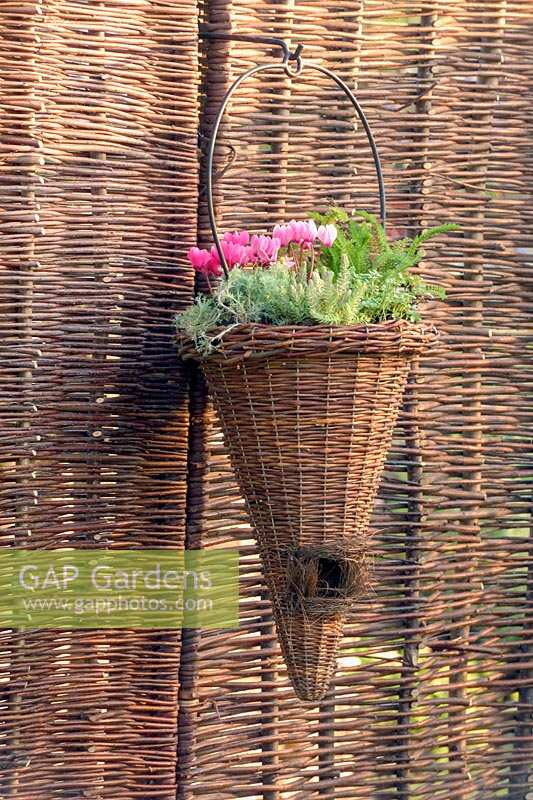 National Amateur Gardening Show, 2004. small courtyard style gardens with contemporary design and lots of colour. Basketwork container with Cyclamen