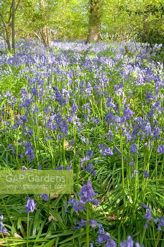 Priors Wood, Somerset, UK. Bluebells in Beech woodland, May