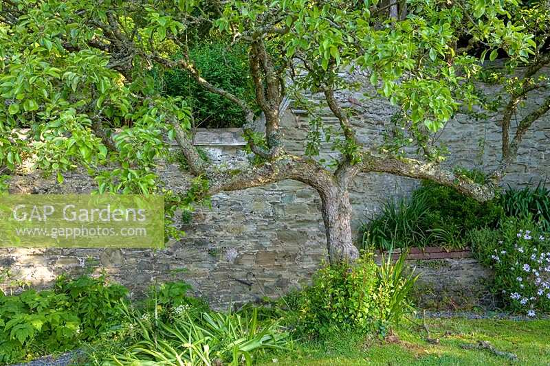 The Moult, Salcombe, Devon,UK ( Owner R. Seal ). Summer garden by the sea. Very old espalier trained apple tree in orchard