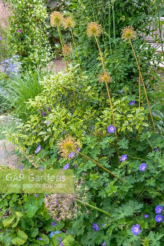 18 Queens Gate, Bristol, UK ( Sheila White ) small town garden in summer. Allium seedheads emerge from informal bedding