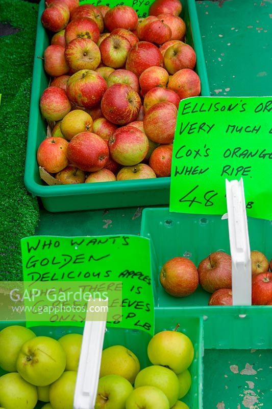 Pick Your Own Fruit and Vegetable farm, Somerset, UK ( Danny Wilson ) apples in truggs ready for sale