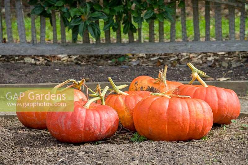 Collection of large pumpkins in kitchen garden