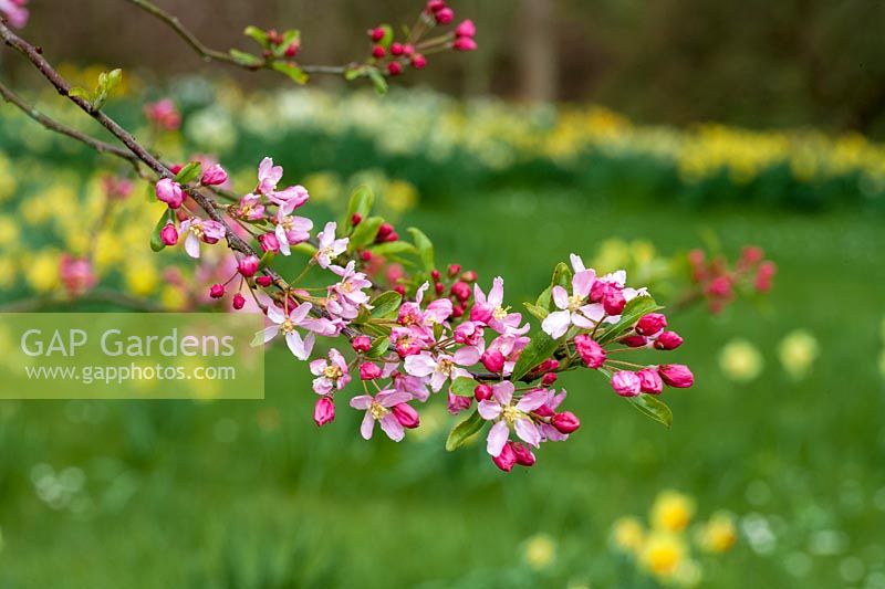 Milton Lodge, Wells, Somerset ( Tudway-Quilter ) spring garden with Malus blossom