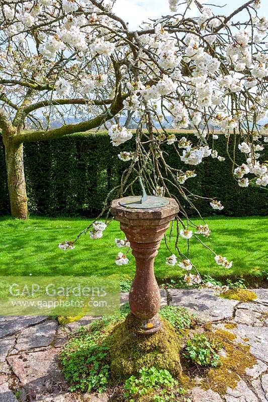 Milton Lodge, Wells, Somerset ( Tudway-Quilter ) spring garden with Prunus 'Taihaku' ( Great White Cherry ) and sundial