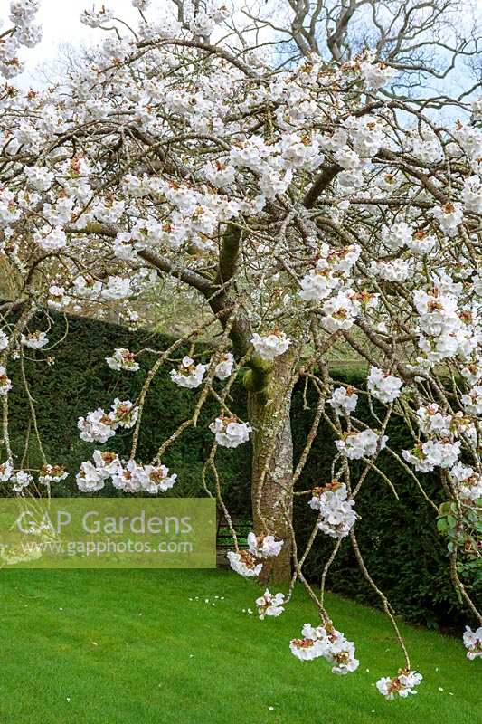 Milton Lodge, Wells, Somerset ( Tudway-Quilter ) spring garden with Prunus 'Taihaku' ( Great White Cherry )