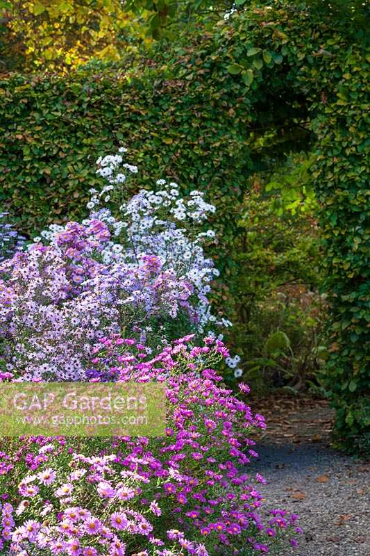 Picton Garden, Worcestershire, UK ( Paul Picton ) autumnal garden with Michaelmas Daisies ( Asters )
