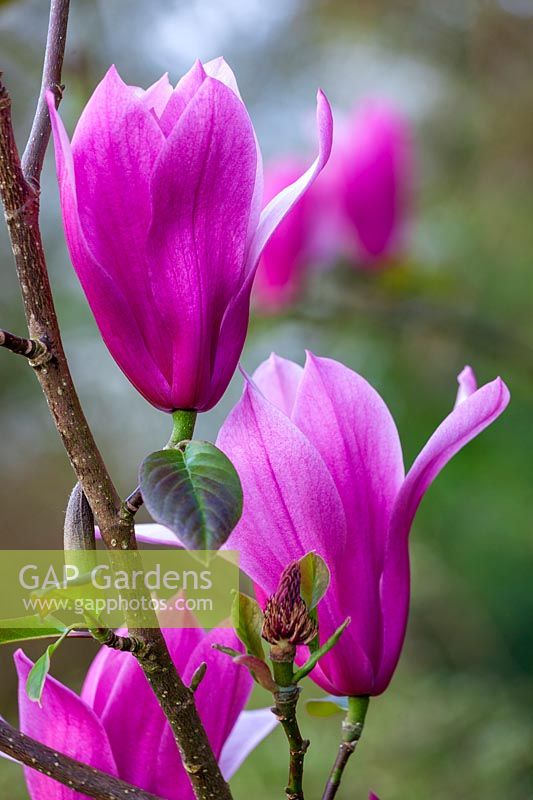 Magnolia 'Spectrum', Spring at RHS Garden Rosemoor, Devon