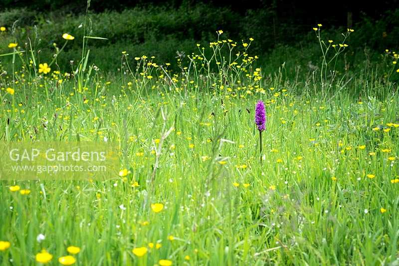 Wildflower meadow at 'Andrew's Wood', South Devon, with Dactylorhiza praetermissa, Southern Marsh-orchid and Ribwort Plantain