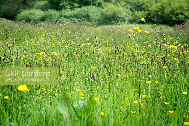 Wildflower meadow at 'Andrew's Wood', South Devon
