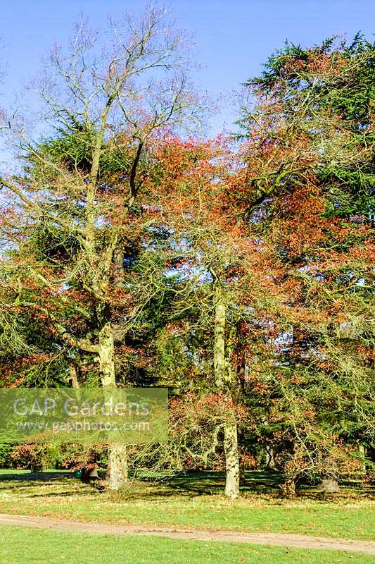 Quercus coccinea ( Scarlet Oak )