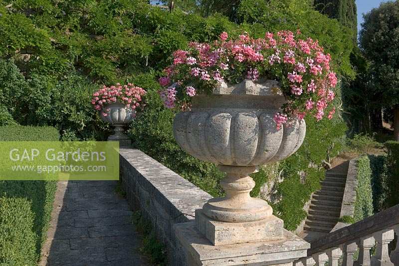 Villa La Foce, Tuscany, Italy. Large garden with topiary clipped Box hedging and views across the Tuscan countryside. Urn planted with pink Pelargonium