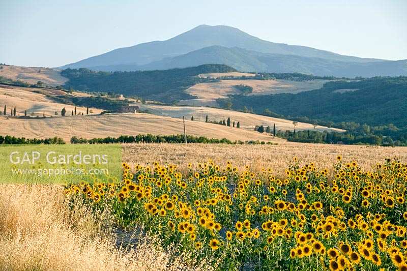 Field of sunflowers in Tuscany, Italy.