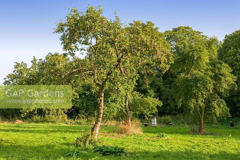 Waterperry Garden, Oxfordshire. Old apple tree in orchard