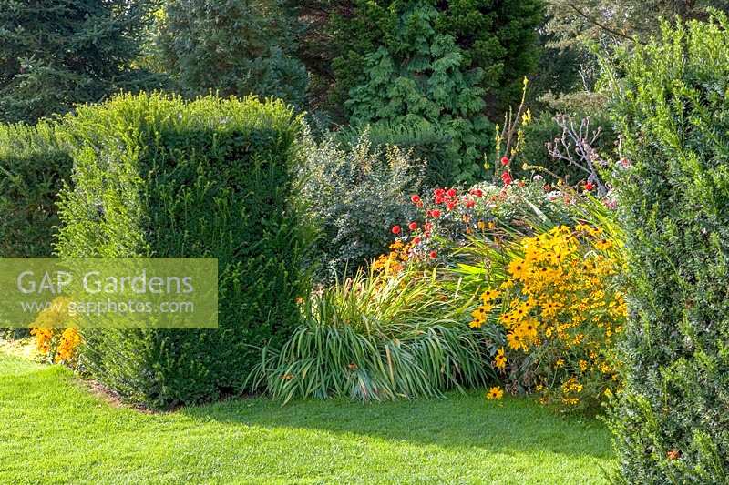 Waterperry Garden, Oxfordshire. autumnal borders with formal Yew hedging