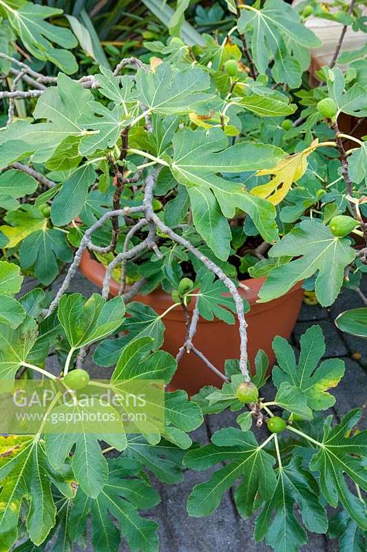 Ficus carica 'Brown Turkey' ( Fig in pot )