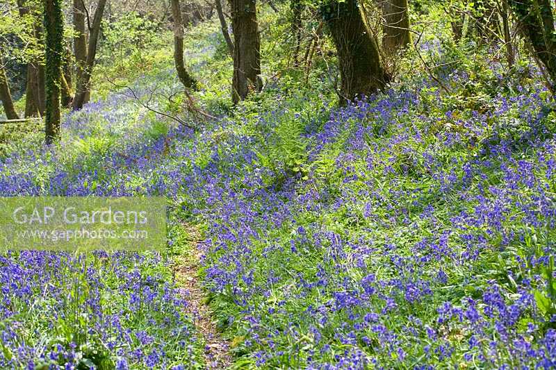 West Prawle Wood, Devon, UK. Bluebells in mixed deciduous woodland, spring