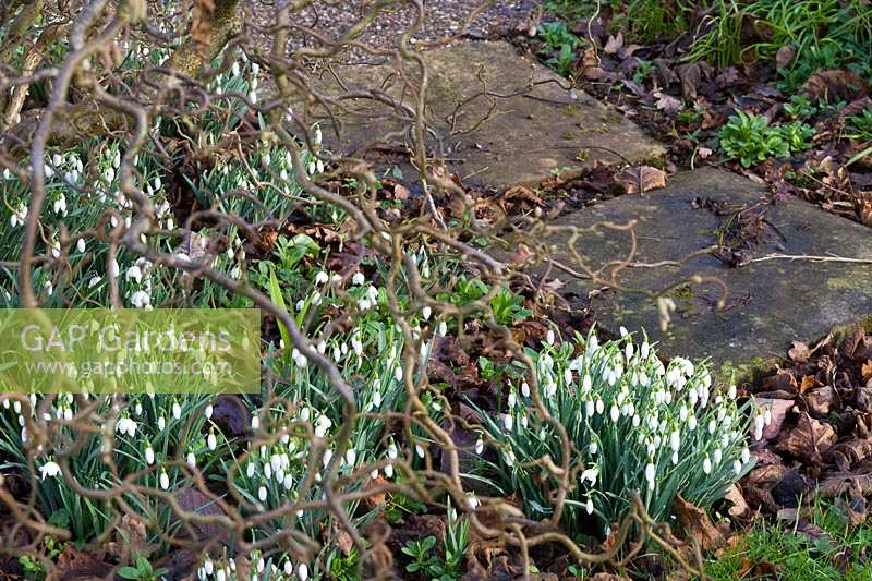 Sherborne Garden, Litton, Somerset ( Southwell ). Contorted Hazel with snowdrops and bulbs.