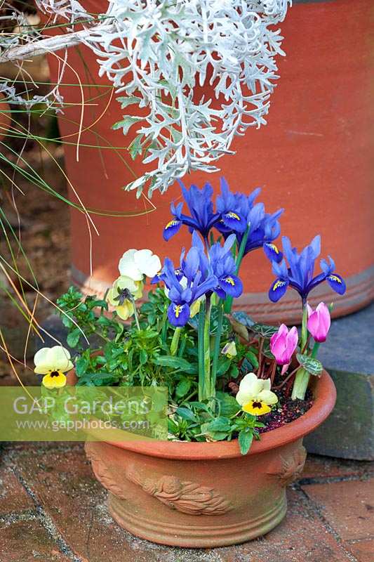 Early spring container planting with dwarf iris