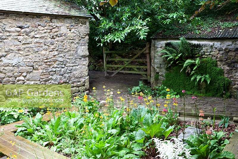 Trevoole Farm, Cornwall. Bog garden with candelabra Primulas