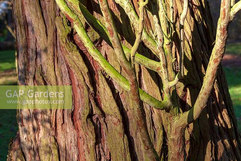 Calocedrus decurrens ( Incense Cedar )