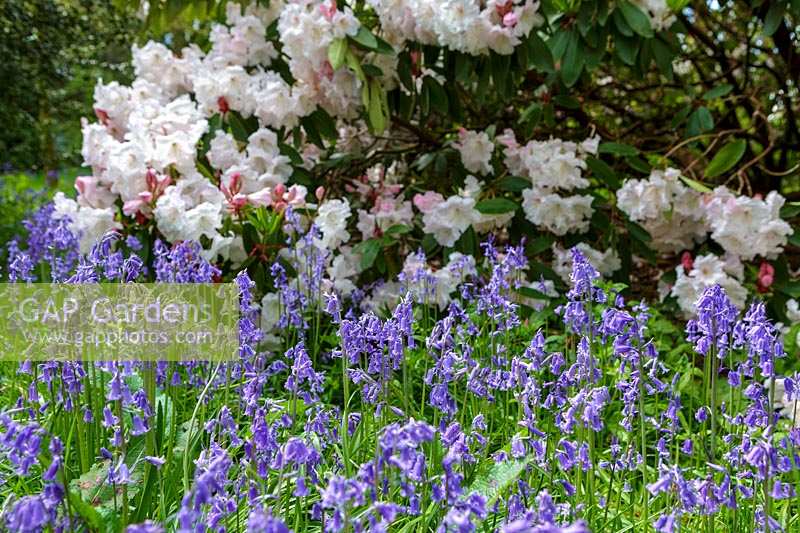 Bluebells and Rhododendrons in Spring at Westonbirt arboretum