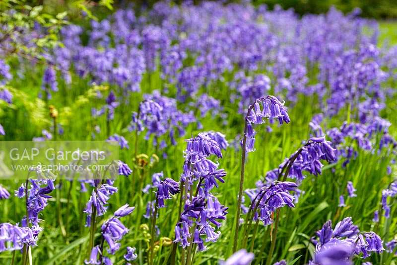 Bluebell ( Hyacinthus non-scripta )
