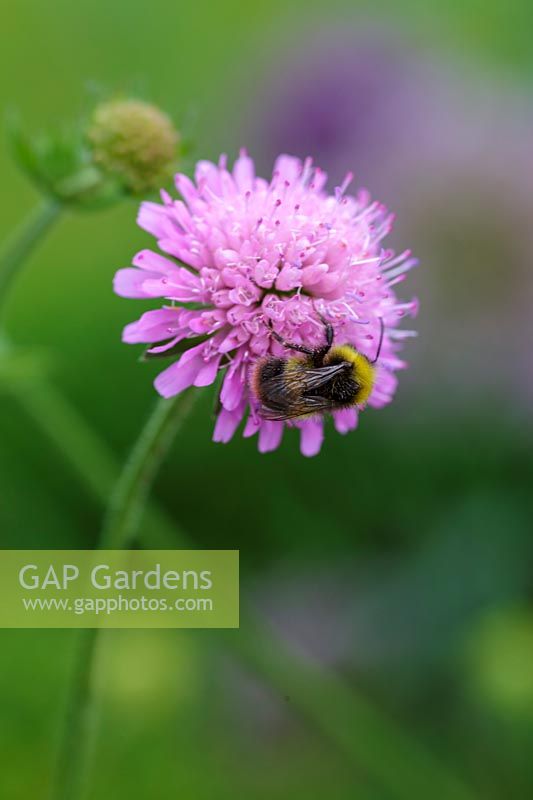 Bumble bee on pink scaboius flower