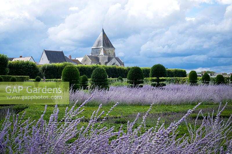Chateau Villandry, Loire Valley, France, Box hedging and Yew topiary in the famous parterre garden, with Perovskia or purple Russian Sage