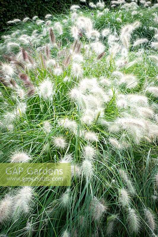 Pennisetum villosum, Feathertop Grass