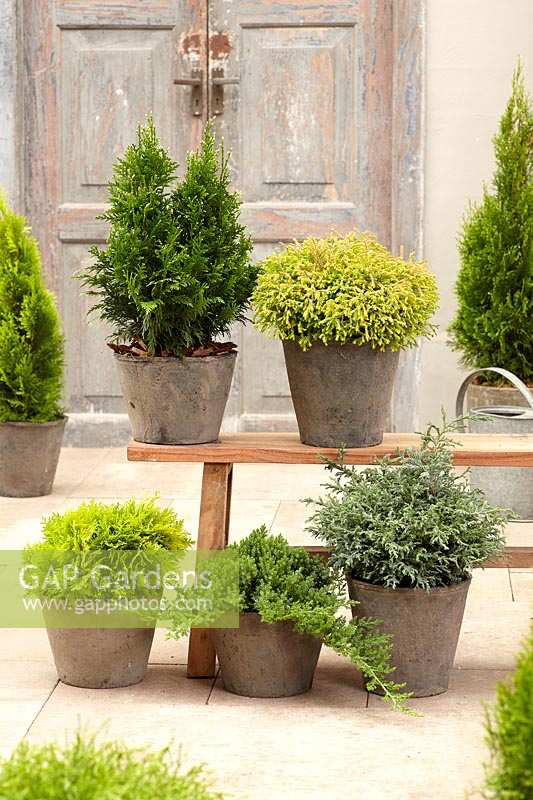 Conifer collection