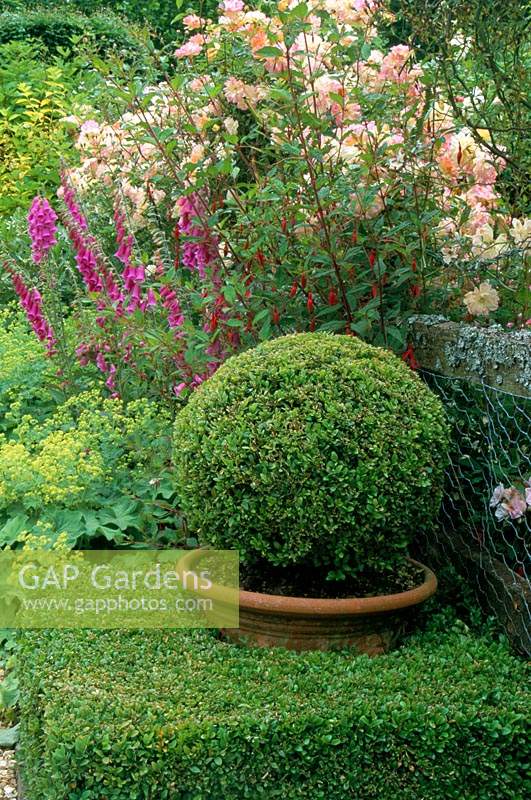 Sussex Country cottage garden in summer Boxwood topiary sphere in pot in hedge