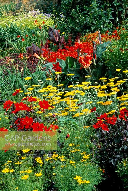 RHS Wisley Surrey Colourful herbaceous border in summer Reds and yellows Dahlia Tally Ho Achillea Coronation Gold Canna Lucifer