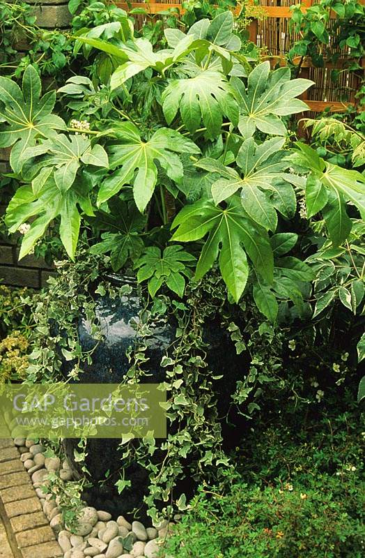 Fatsia japonica large blue container patio