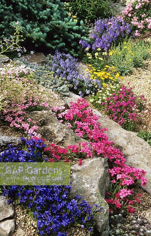 Spring flowering alpine perennial