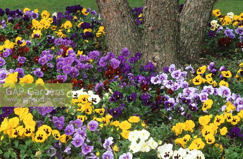 pansy Viola x wittrockiana Universal Series winter spring flowering annuals