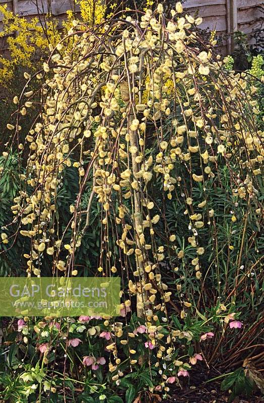 Willow Salix caprea Kilmarnock syn Pendula Spring flower dwarf tree
