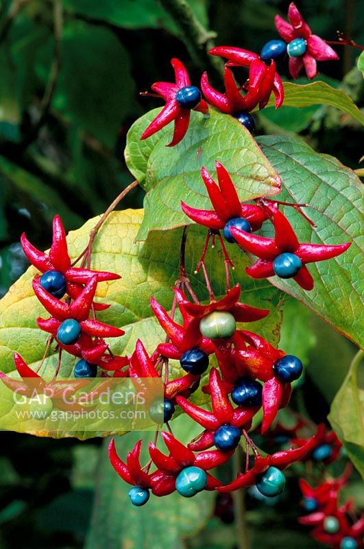 Clerodenfrum trichotomum var fargesii fruits berries in autumn