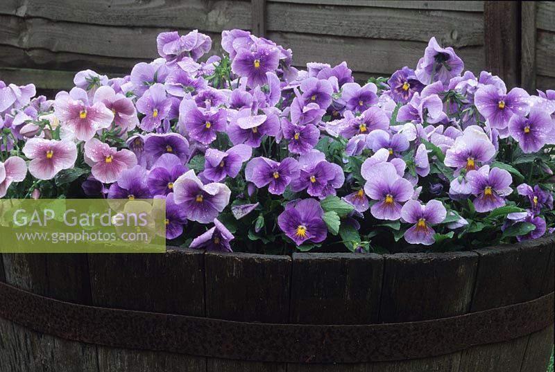 Blue universal pansies in wooden barrel container